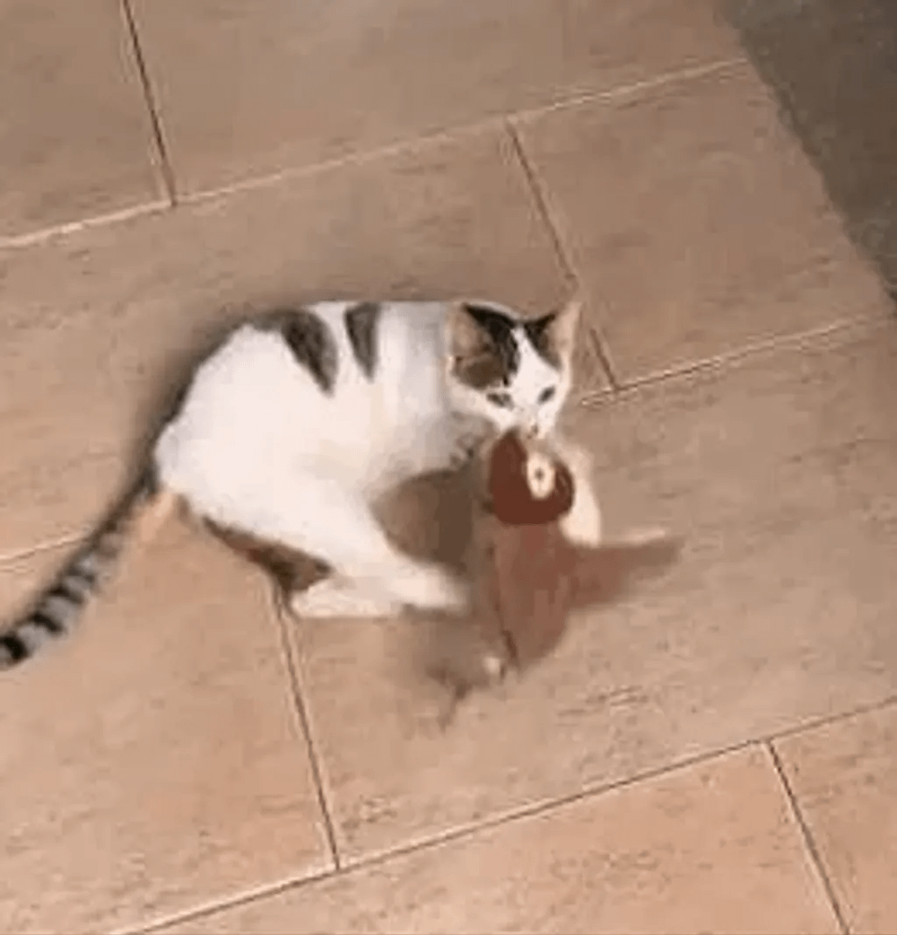 🔥🐾Interactive Chirping Bird Cat Toy