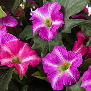 🔥Spring Faux Petunias Silk Flower UV Resistant No Fade Floral